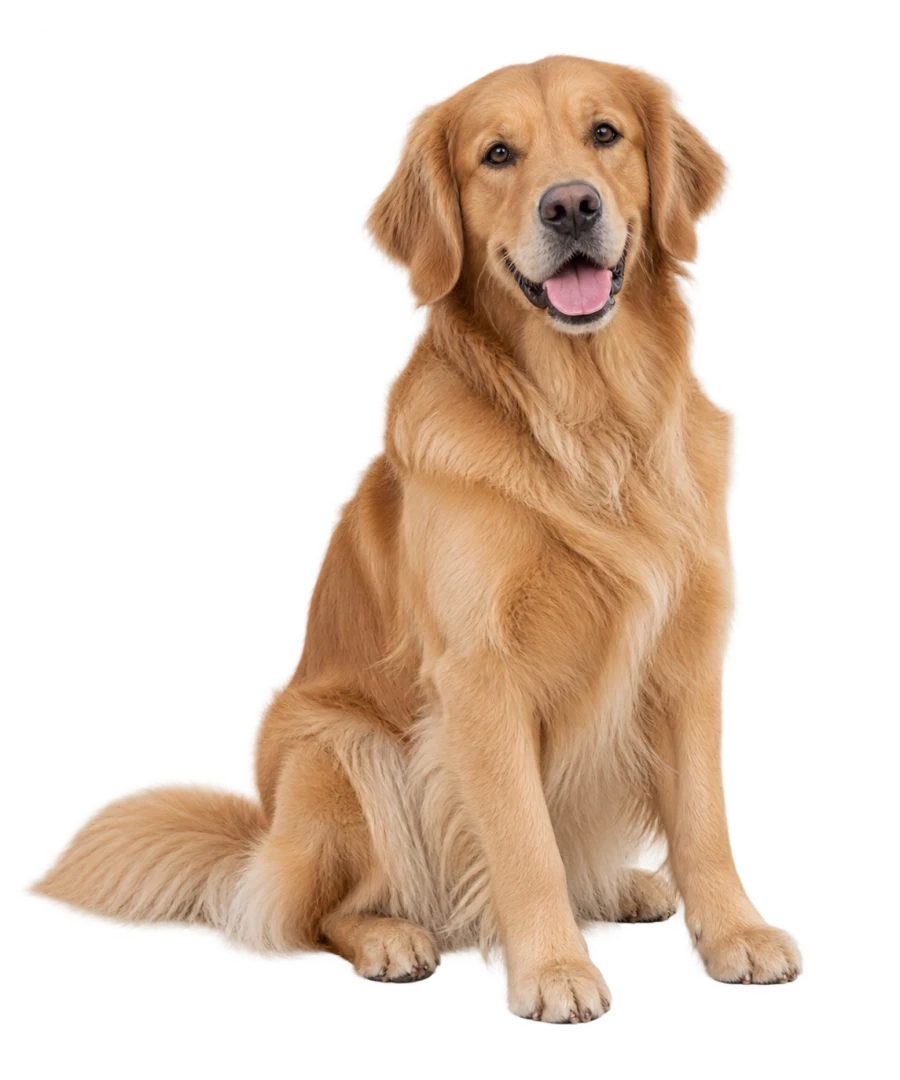 A friendly golden retriever sitting with a warm expression